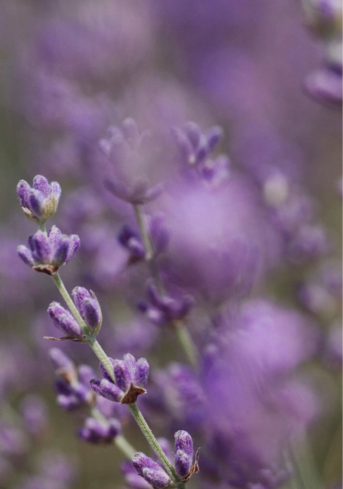 LAVENDER MUSK (scent description)