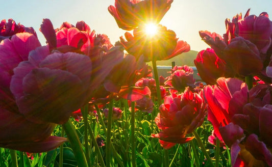 WILDFLOWERS